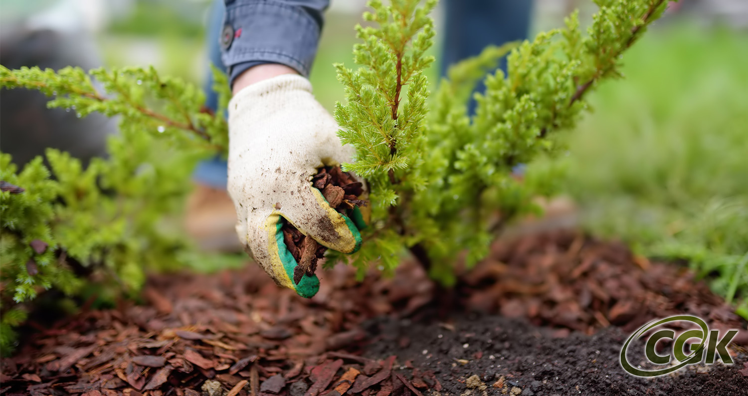 lawn care treatments